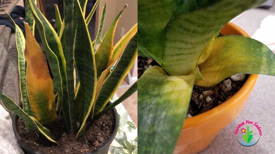 Why-is-My-Snake-Plant-Turning-Yellow_1.jpg - 37.20 kB