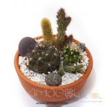 cactus-dishgarden